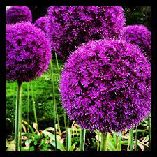 What kind of flowers are these. Rachelchoinc What Kind Of Flowers Are These Malu Flickr