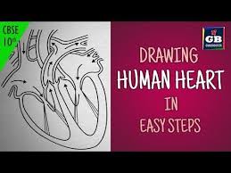 Easy Way To Draw Human Heart Life Processes Ncert Class 10 Biology Science Cbse Syllabus Youtube Human Heart Diagram Human Heart Heart Diagram