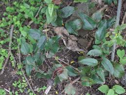 Image result for Smilax anceps