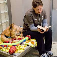 Reading Books To Shelter Dogs Makes The World Better For Everyone Shelter Dogs Dog Enrichment Animal Shelter