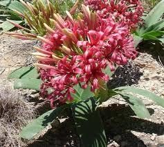 Image result for Ammocharis