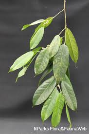 Image result for Ficus barteri