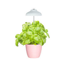 Herbal tea gardens include mint, lemon balm and chamomile. Growled Led Umbrella Plant Grow Light Herb Garden Height Adjustable Automatic Timer 5v Low Safe Voltage Ideal For Plant Grow Novice Or Enthusiasts Various Plants Diy Decoration White Buy Online In Antigua