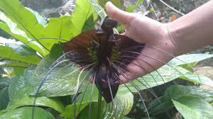 Black and white bat plants. Black Bat Flower Tacca Chantrieri Youtube