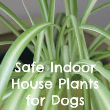 It is a slow grower, surviving in extreme conditions; Non Toxic Indoor House Plants For Dogs
