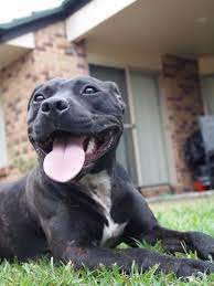 pin by we love dogs guide dogs worl on group staffies best dogs ever beautiful dogs dogs happy dogs