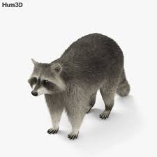 3d Model Of Raccoon Hd Graphic Design Inspiration Poster Concept Art Drawing Raccoon