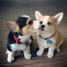 Breed and raised in a loving farm setting. Pembroke Welsh Corgi Puppies For Sale Douglasville Ga 285024 Cute Animals Cute Baby Animals Cute Corgi Puppy