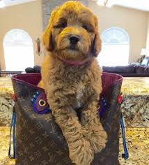 Check spelling or type a new query. Pin On English Goldendoodles From Moss Creek