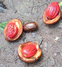 Image result for Pycnanthus angolensis