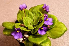 Image result for Saintpauliopsis