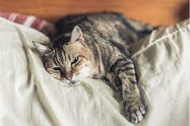 When the colon is overdistended, i.e., when a megacolon is present, cisapride won't help one bit. 5 Ways To Tell If Your Senior Cat Is Ill Richland Animal Clinic
