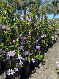 Image result for Bignonia callistegioides