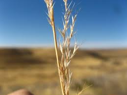 Image result for Aristida adscensionis