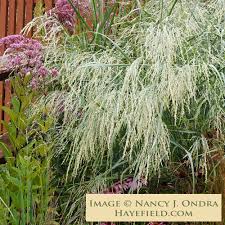 Image result for Panicum merkeri