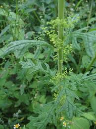 Image result for Dysphania schraderiana