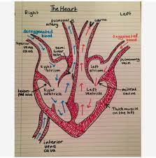 Pin By Jessica Paz On Biology Tricks Nursing School Notes Nursing Study Nursing School Tips