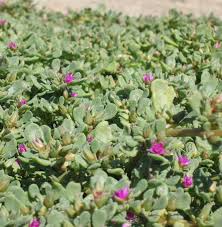 Image result for Sesuvium