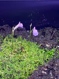 Image result for Utricularia arenaria