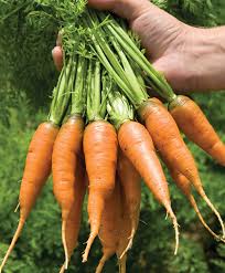To plant carrots, it is necessary to have full sun, which is considered 6 or more hours of uv light on that area. Carrot Growing Information How To Plant Grow Harvest Johnny S Selected Seeds