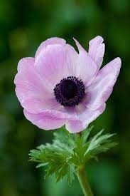 Tinywhitedaisies Anemone Flower Anemone Beautiful Flowers