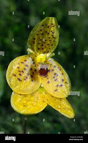 Image result for Platycoryne pervillei