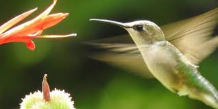 Positioning a mister to spray nearby broad leaves is the most effective way to provide water to hummingbirds. Hummingbird Nectar Recipe Smithsonian Migratory Bird Center