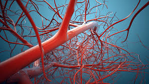 Overview of the Vascular System | Johns Hopkins Medicine