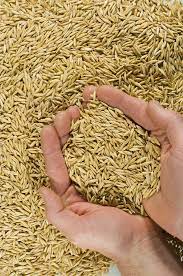 Western Australian Oat Industry Agriculture And Food