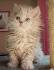 Selkirk Rex Cat Breed Information - Kittens For Sale
