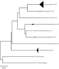 Toate adaptate stilului de învăţare al fiecăruia. Pyralis Cardinalis A Charismatic New Species Related To P Regalis Denis Schiffermuller 1775 First Recognized In Finland Lepidoptera Pyralidae