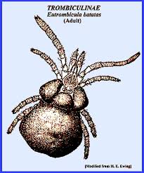 Image result for Trombicula autumnalis