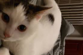 Fundraiser by Alejandro Del Valle Valdez : Emergency for my 1-year old cat  Zilou