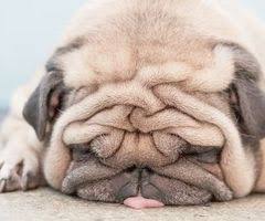 Inspiring Images And Videos Recently Added To We Heart It Visual Bookmark Cute Pugs Cute Animals Pets