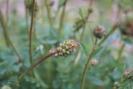 Vergessene Pimpinelle Wiesenknopf Heilpflanzen Schaumkraut