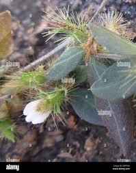 Image result for Blepharis maderaspatensis