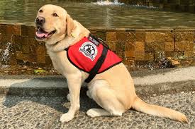 Though ptsd varies from person to additionally, the handler can learn how to pick up on when the dog is stressed out by observing. Victoria Veteran Begs People To Please Not Touch His Service Dog Maple Ridge News