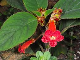 Image result for Rothia hirsuta