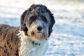 Daily brushing is recommended to maintain a healthy coat and avoid any matting. Australian Shepherd Poodle Mix Aussiedoodle Breed Guide And Overview