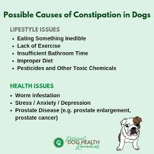 Maybe you would like to learn more about one of these? What Causes Dog Constipation