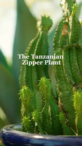 Image result for Allophylus tanzaniensis