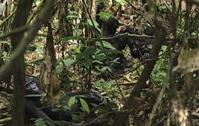 Image result for Allophylus congolanus