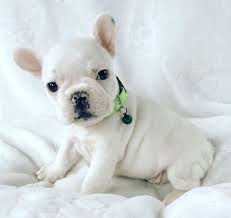 French bulldog · austin, tx. French Bulldog Puppies For Sale In Dallas Texas
