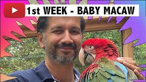 Hand Fed Baby Green Wing Macaws for Sale