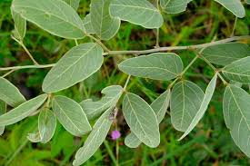 Image result for Indigofera tanganyikensis
