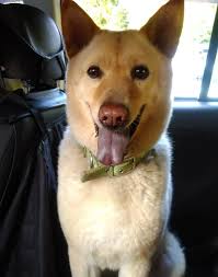 芒果賓專頁）蛇王祖萍記荳品Snake King Cho (@luenwomarketbunchai) • Facebook