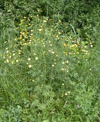 Image result for Ranunculus acris