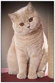 another hammy cats british shorthair cats beautiful cats