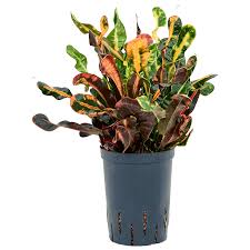 Image result for Codiaeum