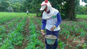 Batang bulat, masif, tidak bercabang, warna kuning atau jingga. Petani Jagung Di Lampung Selatan Kesulitan Peroleh Pupuk Bersubsidi Cendana News